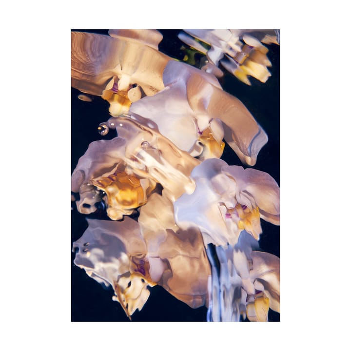 Αφίσα Flora Aquatica 01 - 50x70 cm - Paper Collective