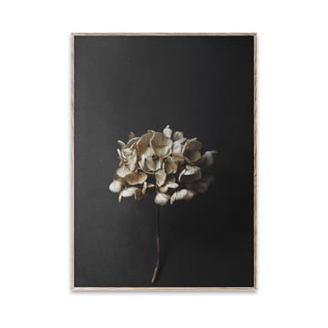 Sto Life 04 Hydrangea αφίσα - 30x40 cm - Paper Collective