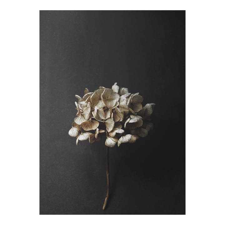 Sto Life 04 Hydrangea αφίσα - 50x70 cm - Paper Collective