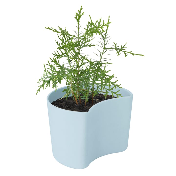 YOUR TREE γλάστρα με σπόρους, Μ�πλε (πεύκο) RIG-TIG