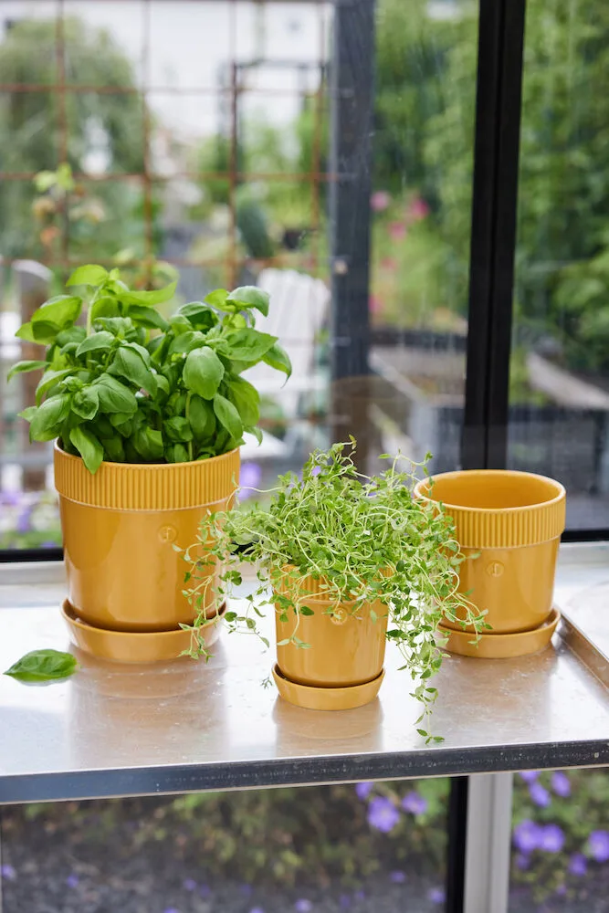 Βαζάκι για βότανα Elise Ø11 cm, Κίτρινο Sagaform