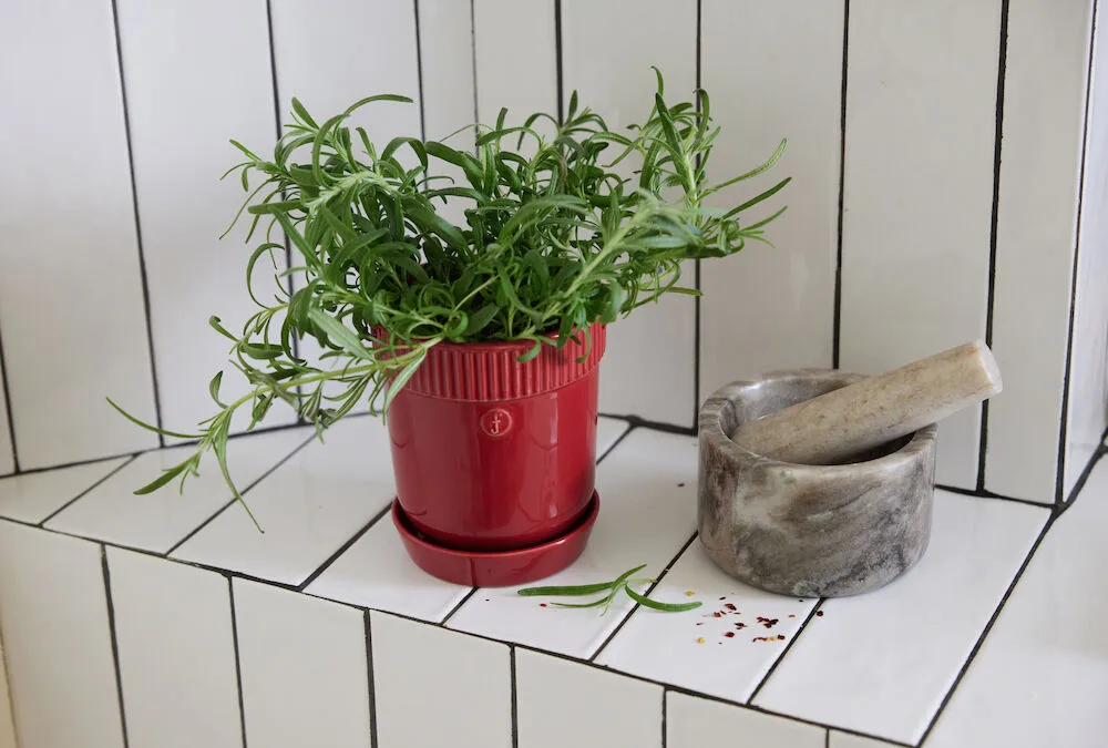 Βαζάκι για βότανα Elise Ø11 cm, Μπορντό Sagaform