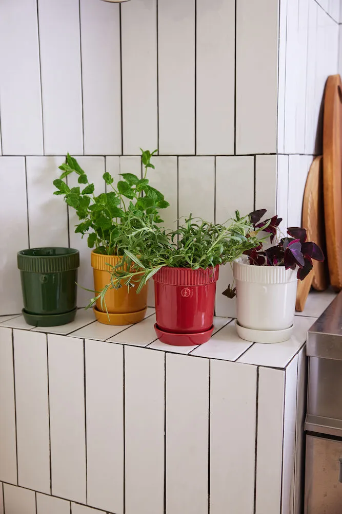 Βαζάκι για βότανα Elise Ø11 cm, Μπορντό Sagaform