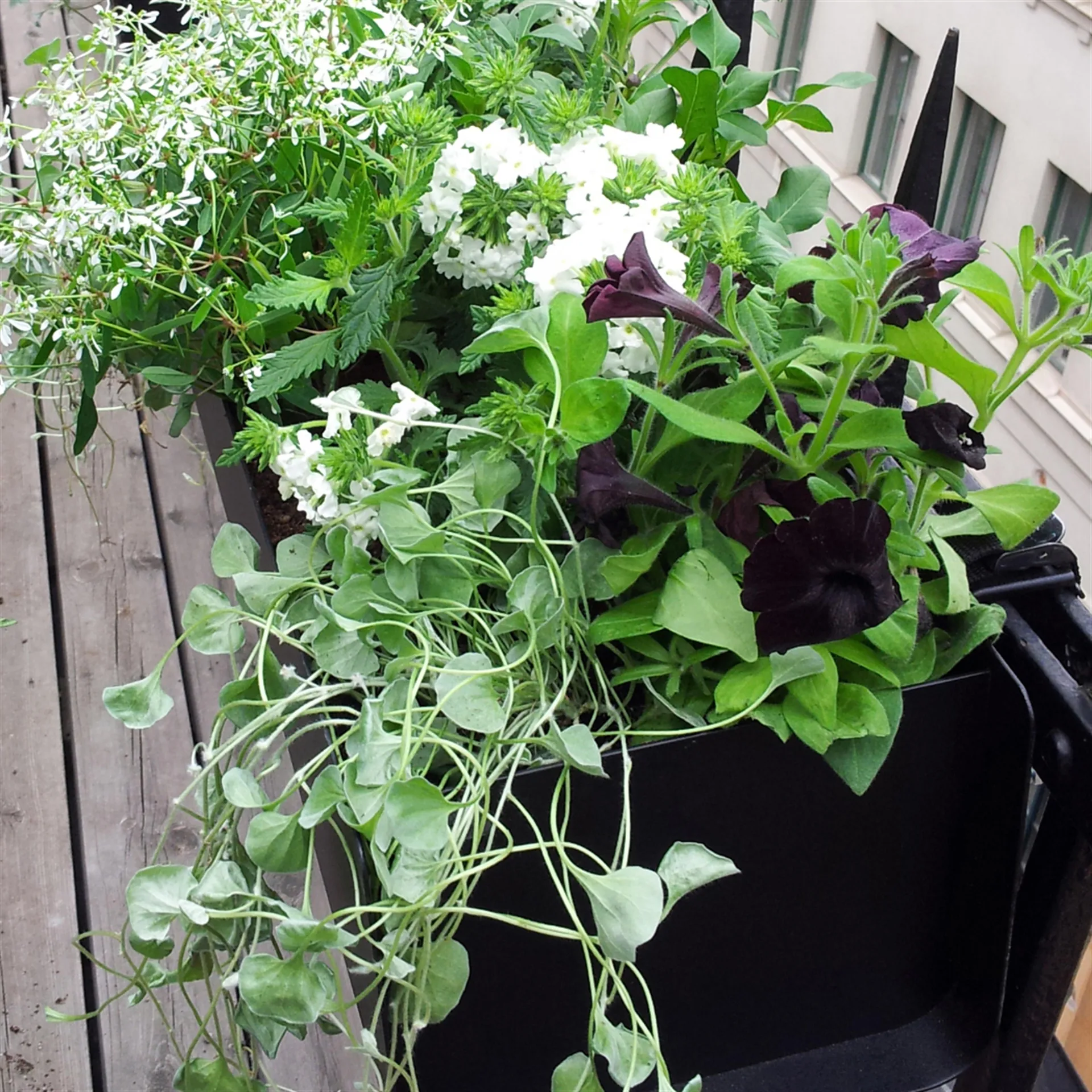 Jorda κουτί μπαλκονιού, Μαύρο 60 cm SMD Design